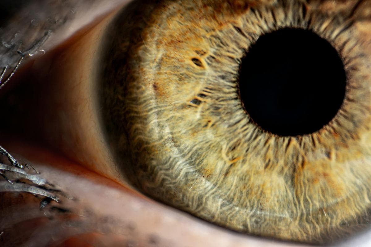 The Science of Visual Intelligence